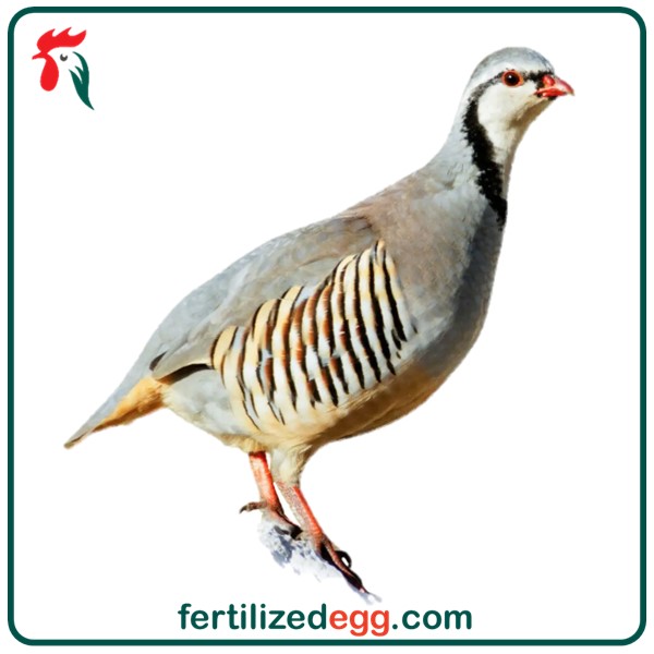 تخم نطفه دار کبک چوکار 